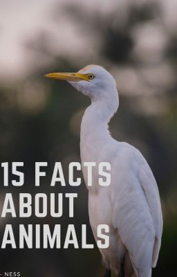 15 Facts About Animals