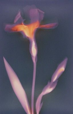 2cs; eunoia