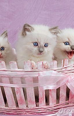 A Basket Full of Kittens