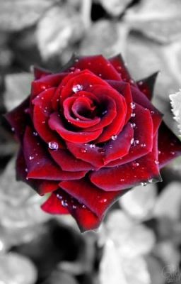 A beautiful Rose