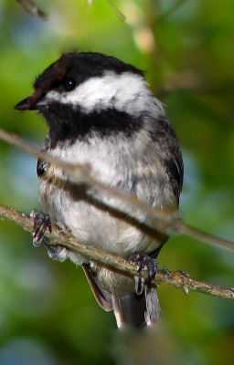 A CHICKADEE'S  PLEA