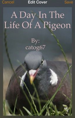 A day in the life of a pigeon