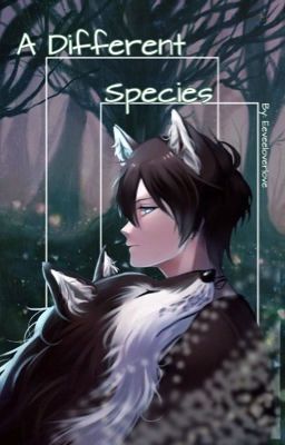 A Different Species || Haikyuu x Wolf!Male reader || My AU || Completed ✔︎