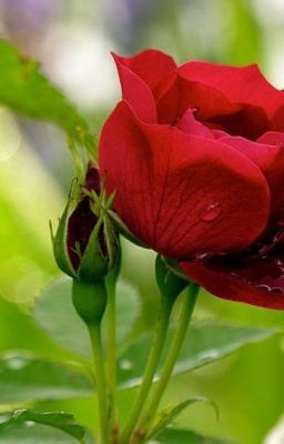 A VERY SPECIAL ROSE