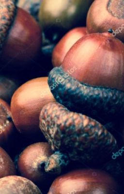 Acorns