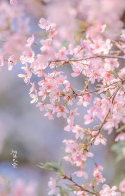 AllSakura _ Những Mẩu Truyện Ngắn