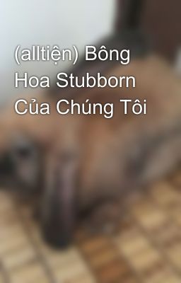 (alltiện) Bông Hoa Stubborn Của Chúng Tôi