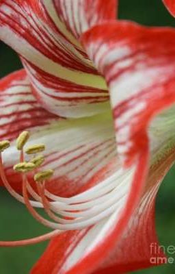 Amaryllis