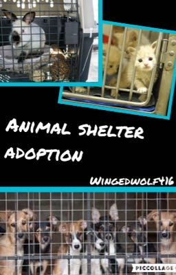 Animal shelter adoption