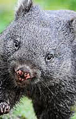 AUSTRALIAN ANIMAL ACROSTIC POEMS : 6 Parts - 2. Wombat