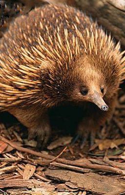 AUSTRALIAN ANIMAL ACROSTIC POEMS : 6 Parts - 3. Echidna