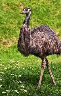 AUSTRALIAN ANIMAL ACROSTIC POEMS : 6 Parts - 5. Emu