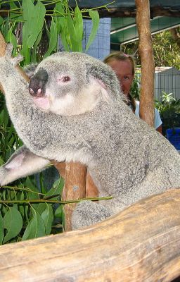 AUSTRALIAN ANIMAL ACROSTIC POEMS: 6 Parts - 6. Koala