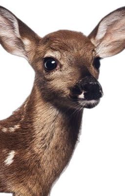 BAMBI.