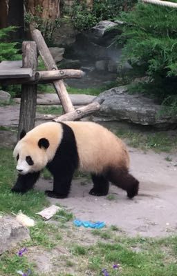 Beauval en photo + mon séjour et des conseils 