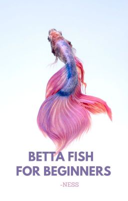 Betta Fish for Beginners