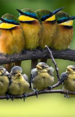 BIRD FAMILY ONLY!