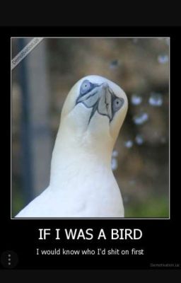 Bird Memezzzz