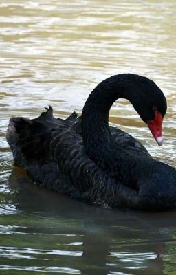 Black Swan 