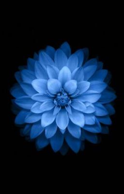 blue flower