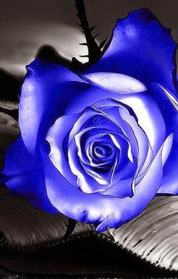 Blue Rose