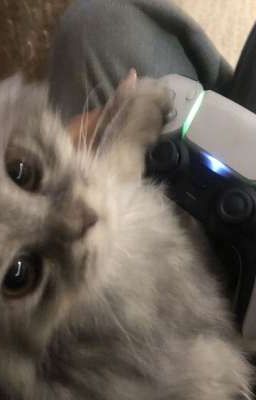 BnHA - Chuông Trong Sương