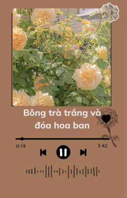 - Bông trà trắng và đóa hoa ban-