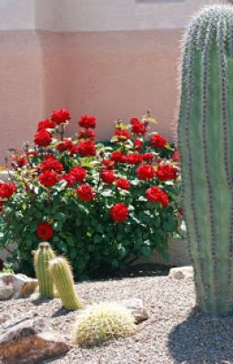 Cactus, Roses and Ashes ✓