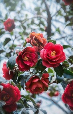 Camellia