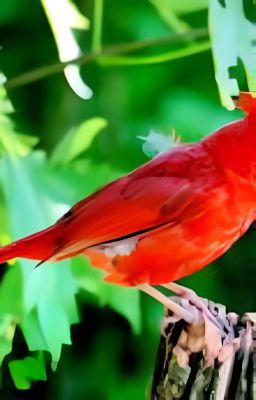 cardenales