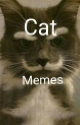 Cat Memes