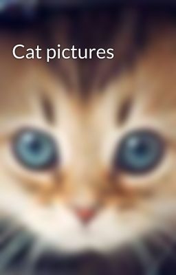 Cat pictures