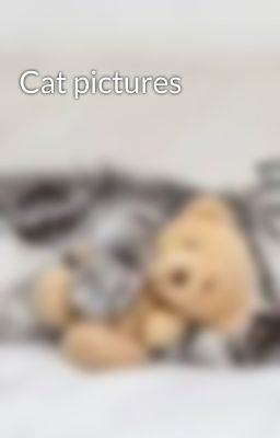 Cat pictures