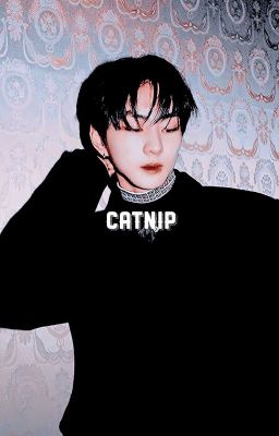 catnip ¡𔘓! wonki