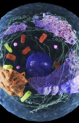 Cell culture and other experiments protocol