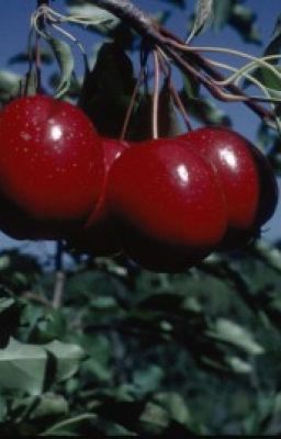 Centinnial Crabapples