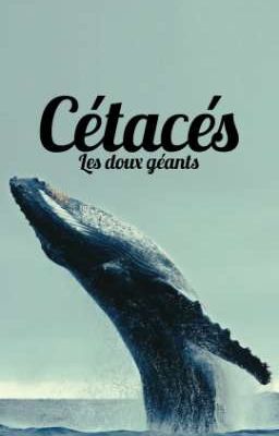 Cétacés : les doux géants. 