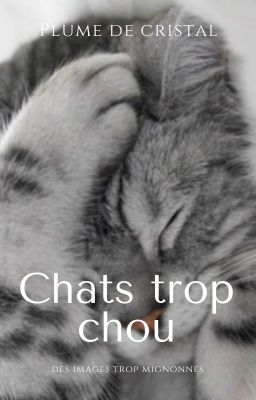 Chats trop chou ( Terminé)