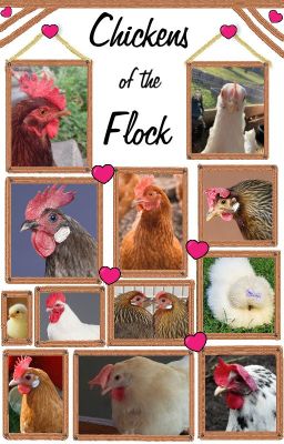 Chickens of the Flock- a book of character profiles