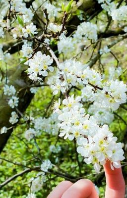 Chiến Bác | Rung Động ( hoàn)