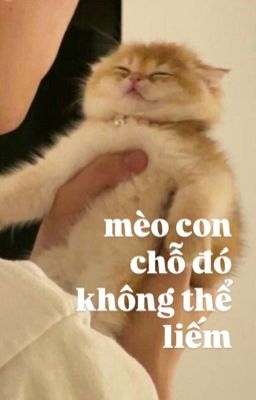 [ChoKer] mèo con, chỗ đó không thể liếm