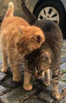 ✧choker✧ thương 