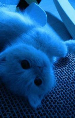 『Chonut』Người làm web đen nghiêm túc thì ai mà đi ra ngoài ăn cơm chứ?