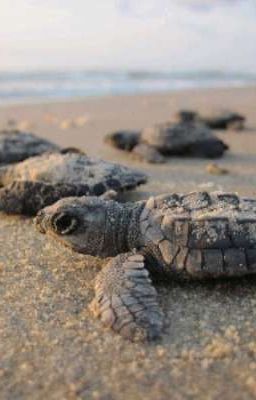 Cómo nacen las tortugas