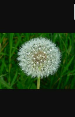 Dandelion