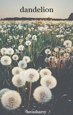 dandelion | h.s