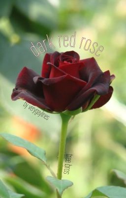 Dark Red Rose (Tree Bros)