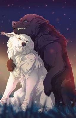 Deux Loup Complémentaires[Sterek]