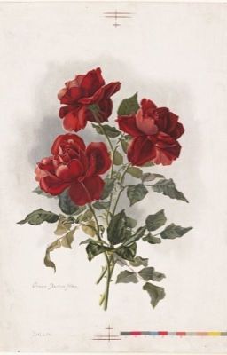 [ĐN HP] 𝐵𝓁𝑜𝑜𝓂 𝑜𝓃 𝓉𝒽𝑒 𝒲𝒾𝓉𝒽𝑒𝓇𝑒𝒹 𝐵𝓇𝒶𝓃𝒸𝒽.