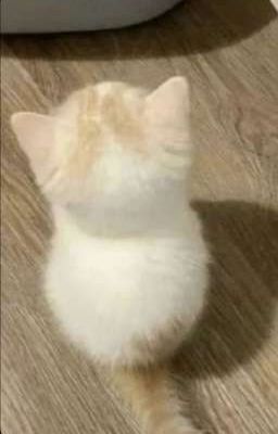 Đôi đũa lệch